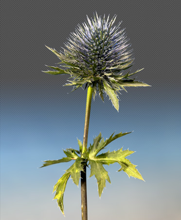 Nahaufnahme einer Distelblüte